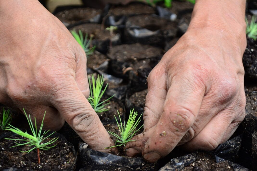 Reforestacion-igss-cerro-el-baul-quetzaltenango-xela-2019-1
