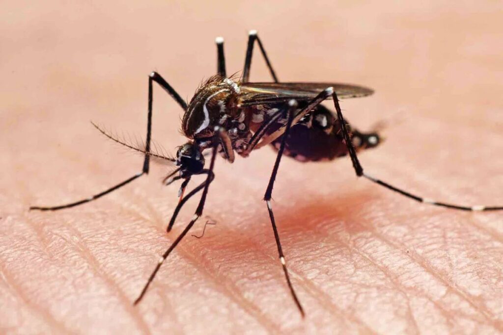 IGSS-Hospital-General-de-Enfermedades-Dia-Internacional-contra-el-Dengue-202510