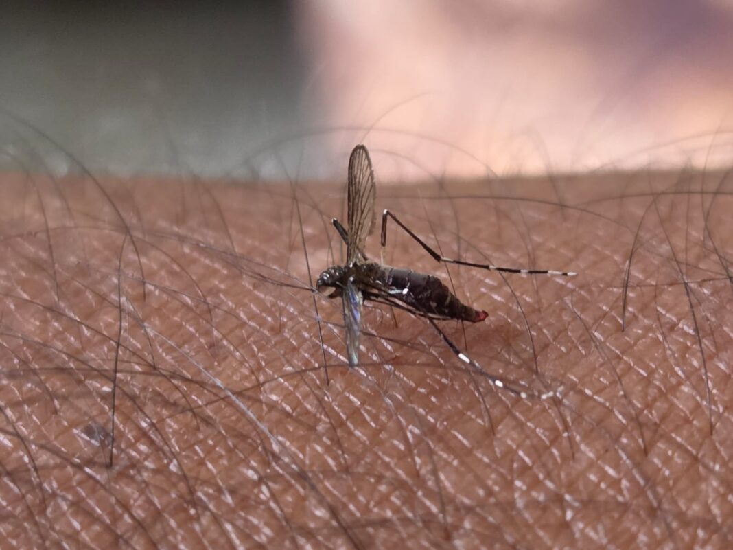 IGSS Semana Santa calor y zancudos 20260