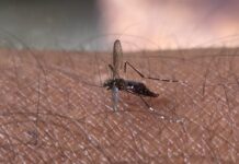 El calor atraer a veraneantes… y a los zancudos también