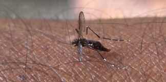 El calor atraer a veraneantes… y a los zancudos también