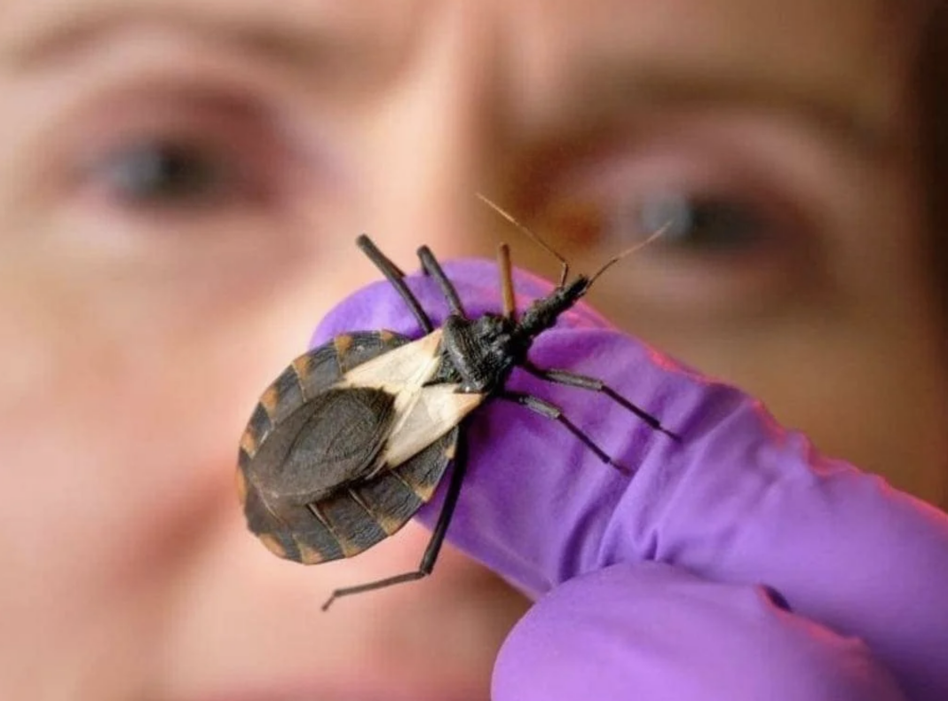 IGSS Hospital General de Enfermedades Día Mundial de la Enfermedad de Chagas 202600006