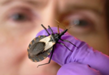 El IGSS previene ante el “beso” de la chinche picuda