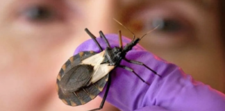 El IGSS previene ante el “beso” de la chinche picuda