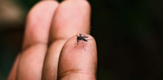 El IGSS fortalece la prevención del dengue en “Ceibal”